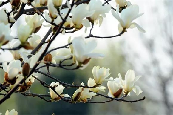 绿博园：2019春季问花节3月30日开幕